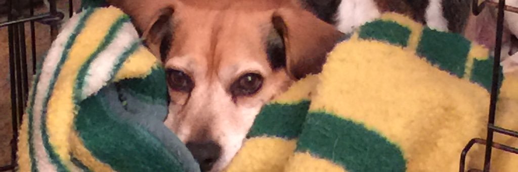 msfletch3's profile banner image
