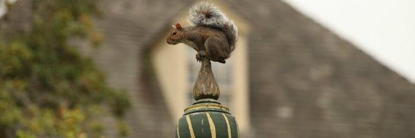wmsquirrel Profile Banner