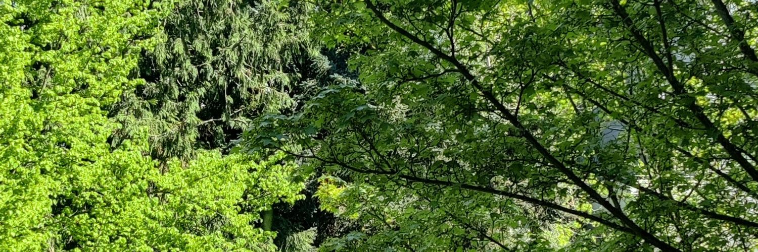 AriAdventures banner