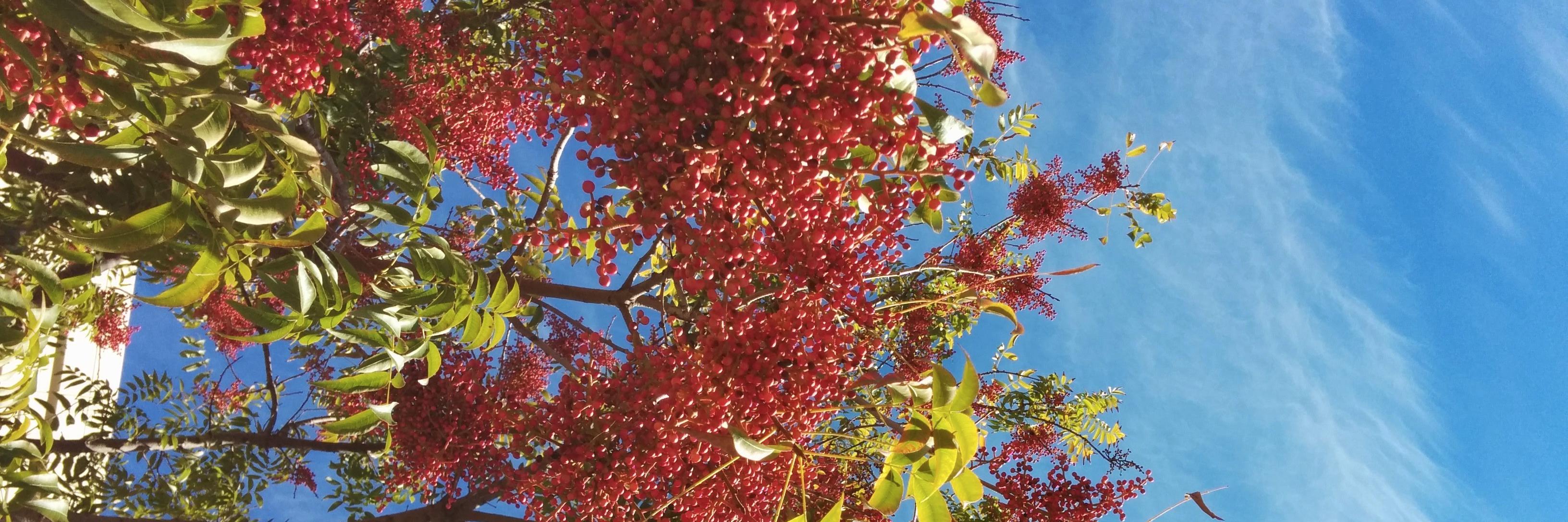 Adrien Coulet banner