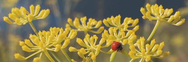 lilredridingwud Profile Banner