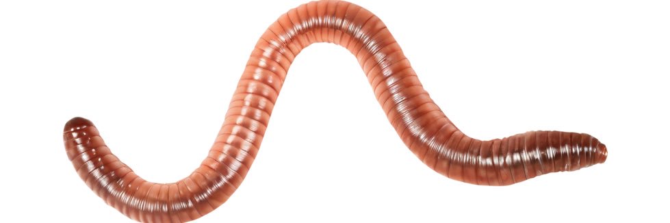 TRASHCHICC's profile banner image
