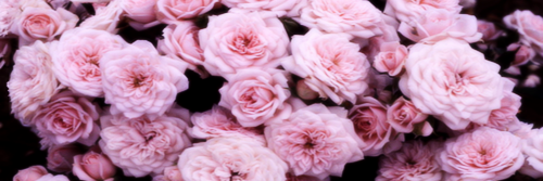 EveeLabour's profile banner image