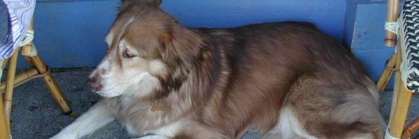 AlexandraDixon Profile Banner