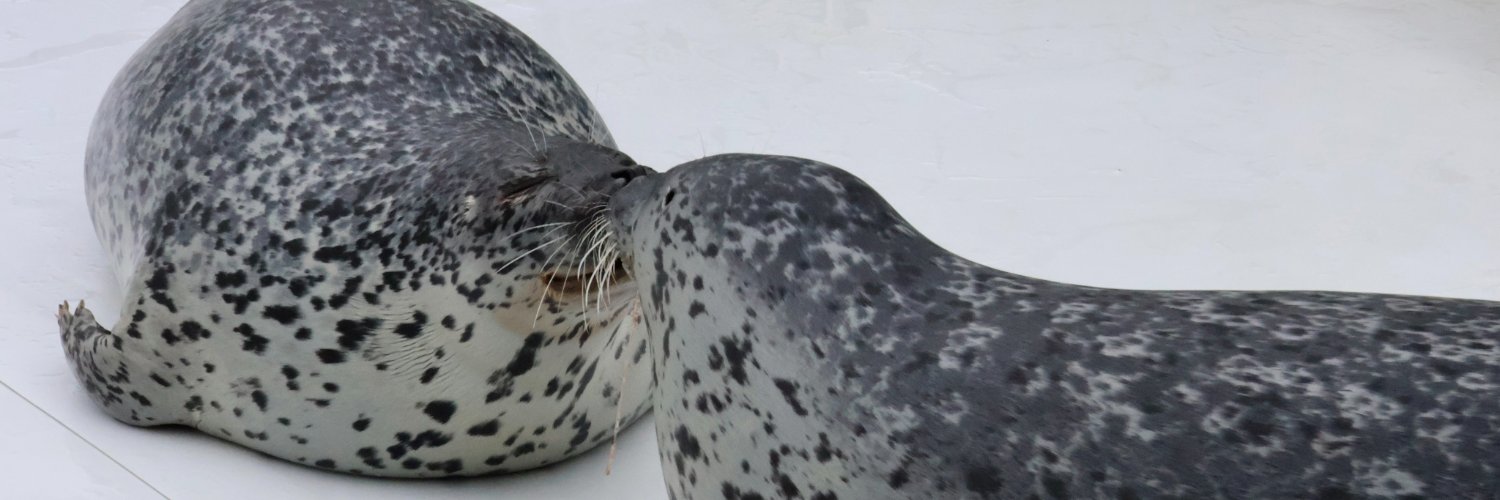 Kyoro👀🦭 banner