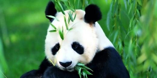 🐼 PandaButt ♿️❤️ banner