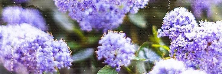 mure ₊˚⊹♡ || gnosiarot banner