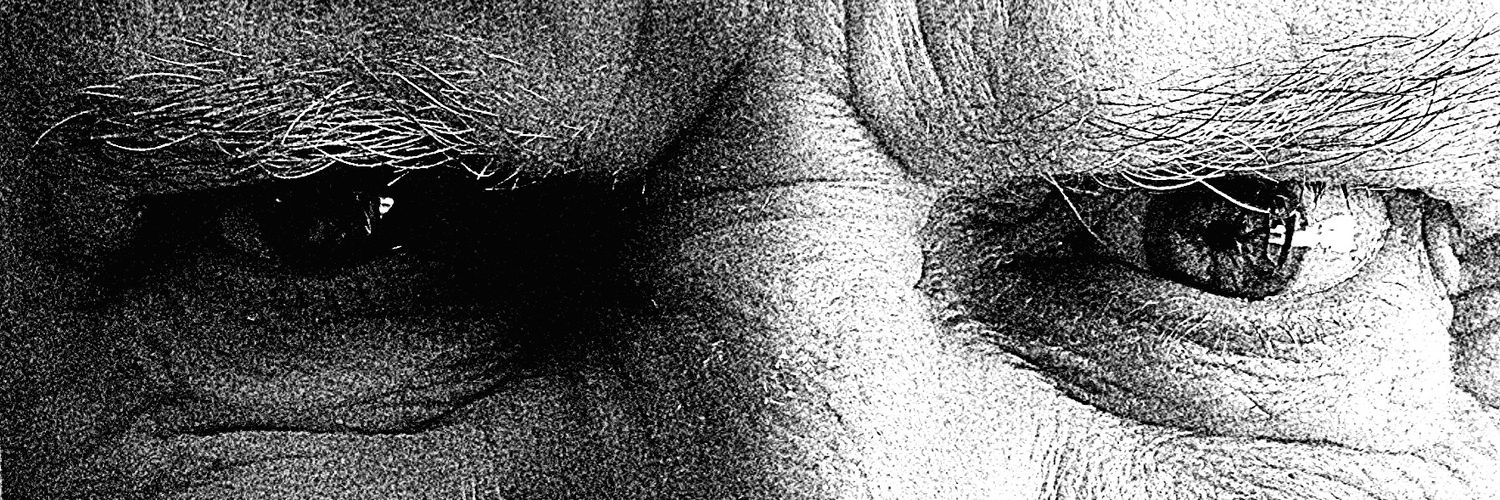 Peter Dickson banner