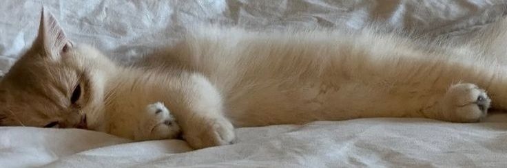 𝐂𝐚𝐭𝐚 banner