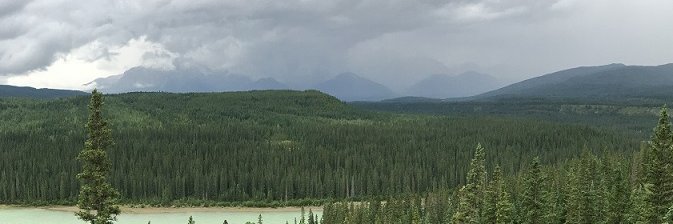 Thea Williams banner