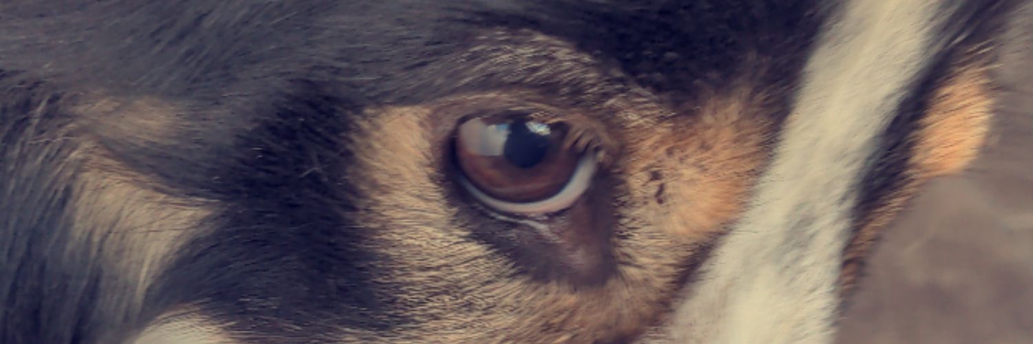 MiiOn_BoB's profile banner image