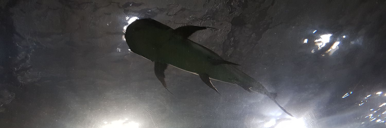 dechphunga's profile banner image