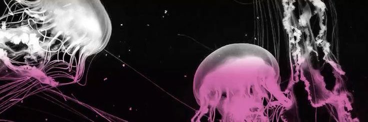 bbyned's profile banner image