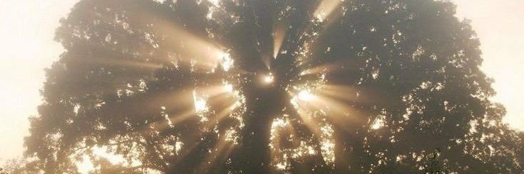 twilight saga banner