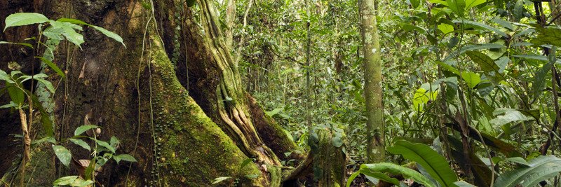RainforestFoundation banner