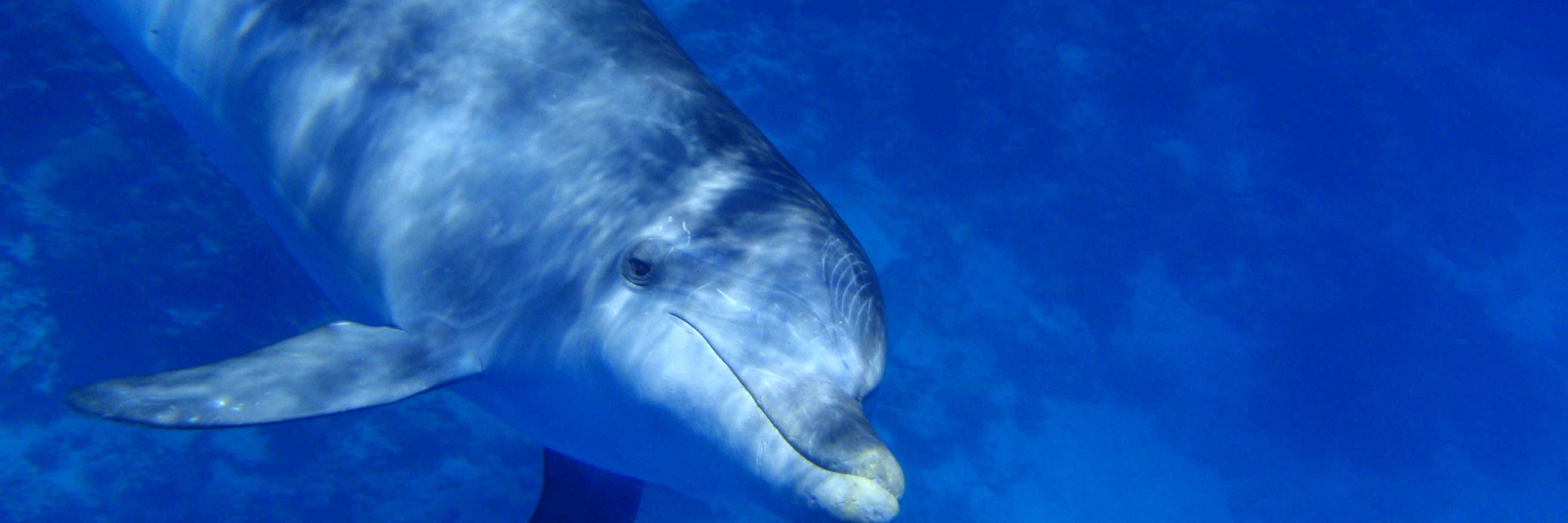 Dolphin Diver banner