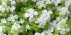 JoviNoviyah's profile banner image