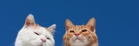 . banner