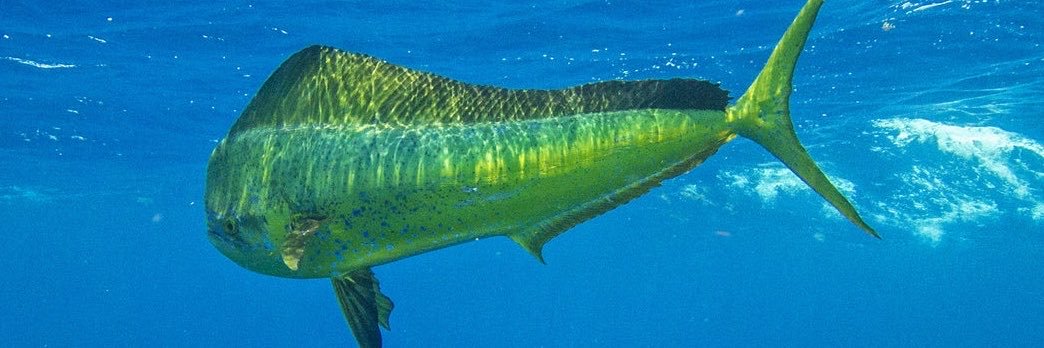 fishclips_'s profile banner image