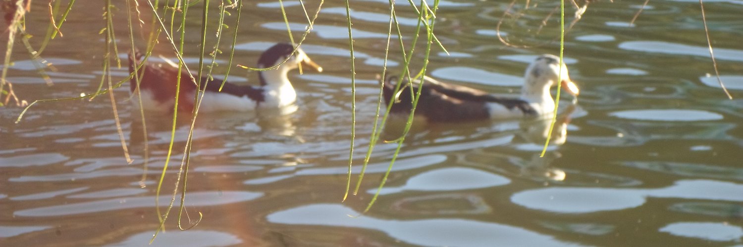 Un Bicho🪲♫ banner