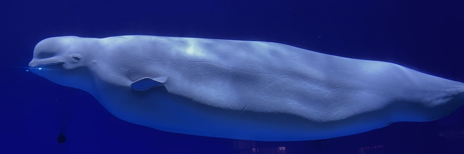 快乐的海绵体大叔 banner