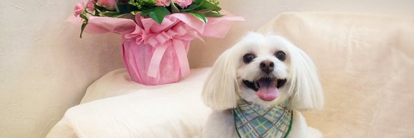 GeorgeAsoMfsb Profile Banner