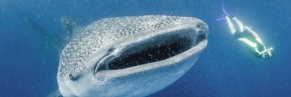 WCSsharks Profile Banner