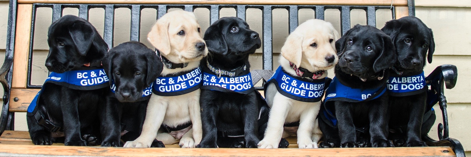 Alberta Guide Dogs banner