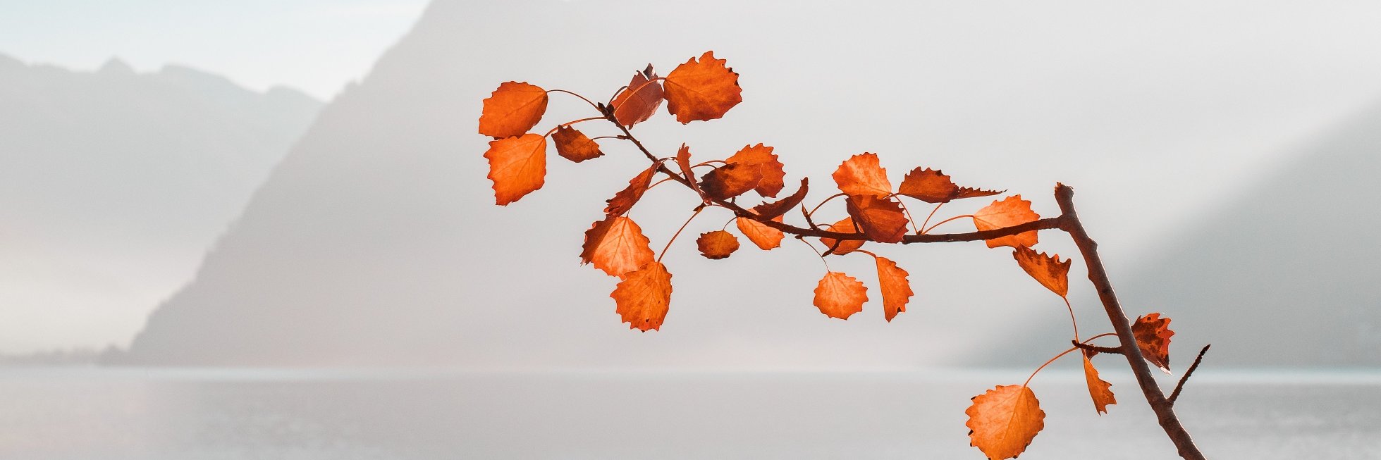 Mary Fletcher Burke banner