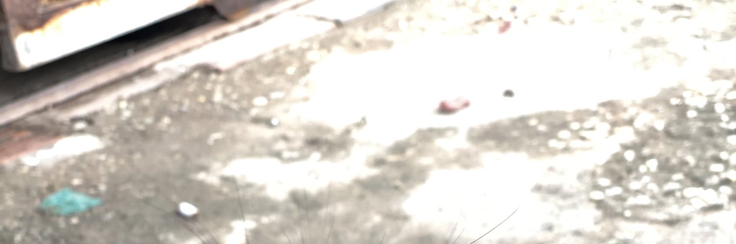 edujulia19's profile banner image