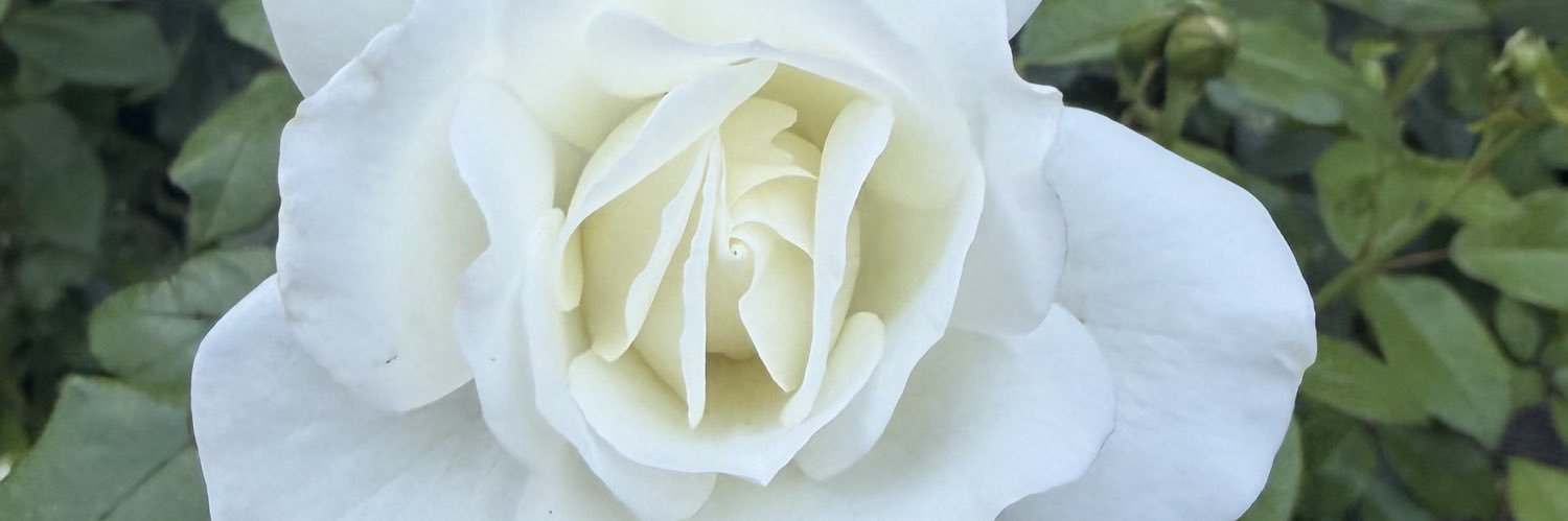 NaiCuriotti's profile banner image