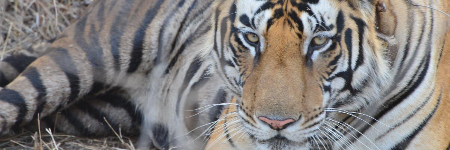 Global Tiger Init banner