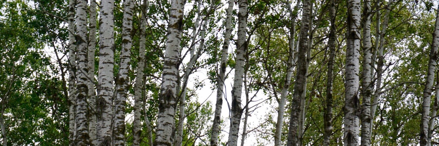 EAGLESNEST_'s profile banner image