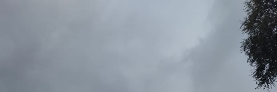antonia banner