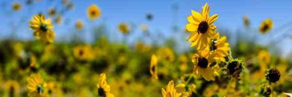 GingiF13341 Profile Banner