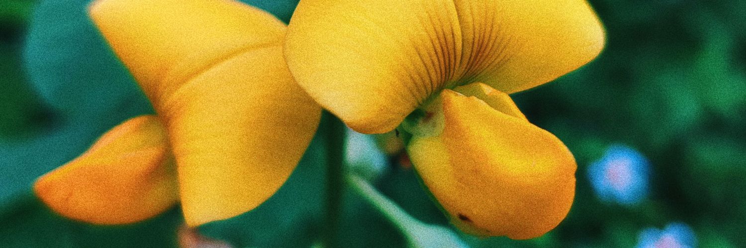 Polysepmantic's profile banner image