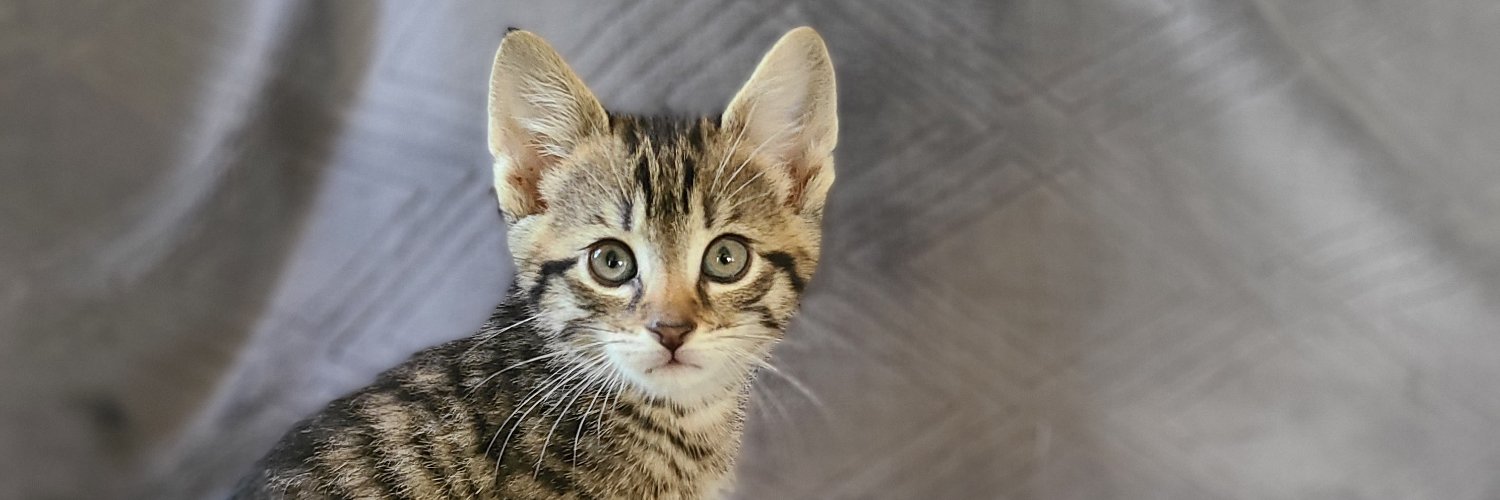 Toni banner