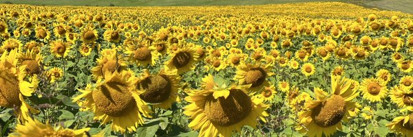 cfoucookie Profile Banner