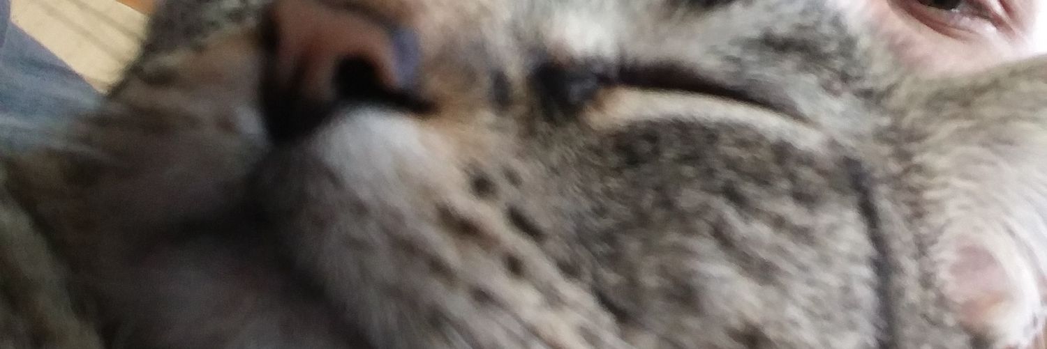 thecocafields's profile banner image