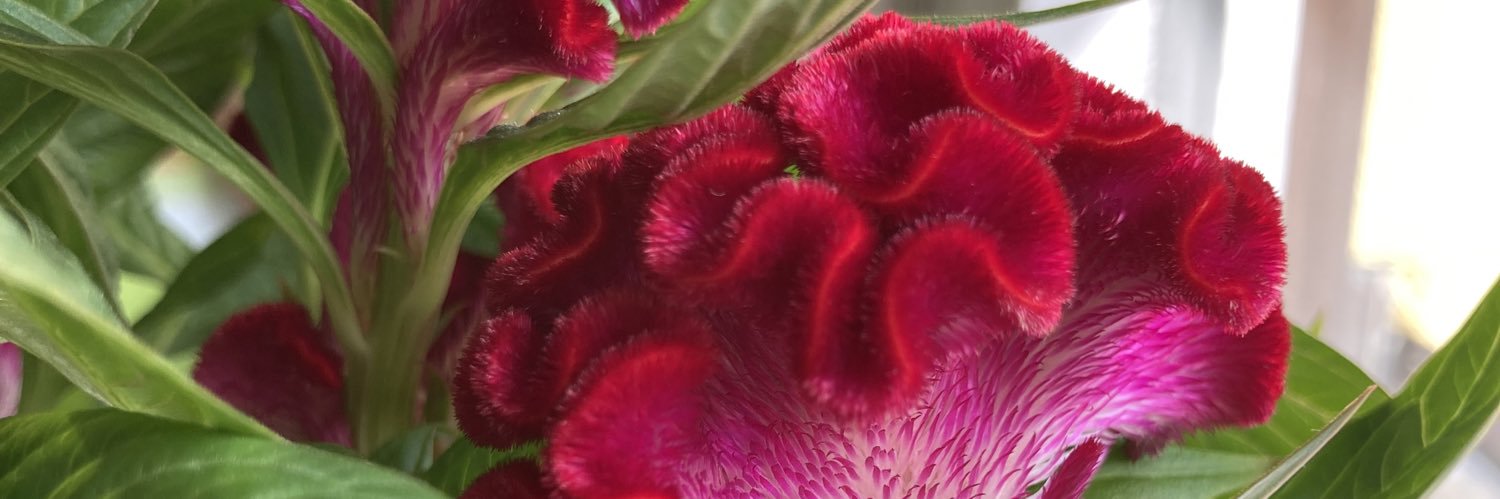 jengae's profile banner image