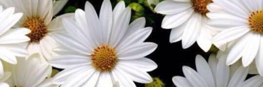 AVEIDA's profile banner image