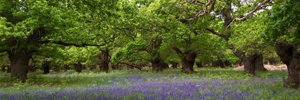 AncientTreesATF Profile Banner