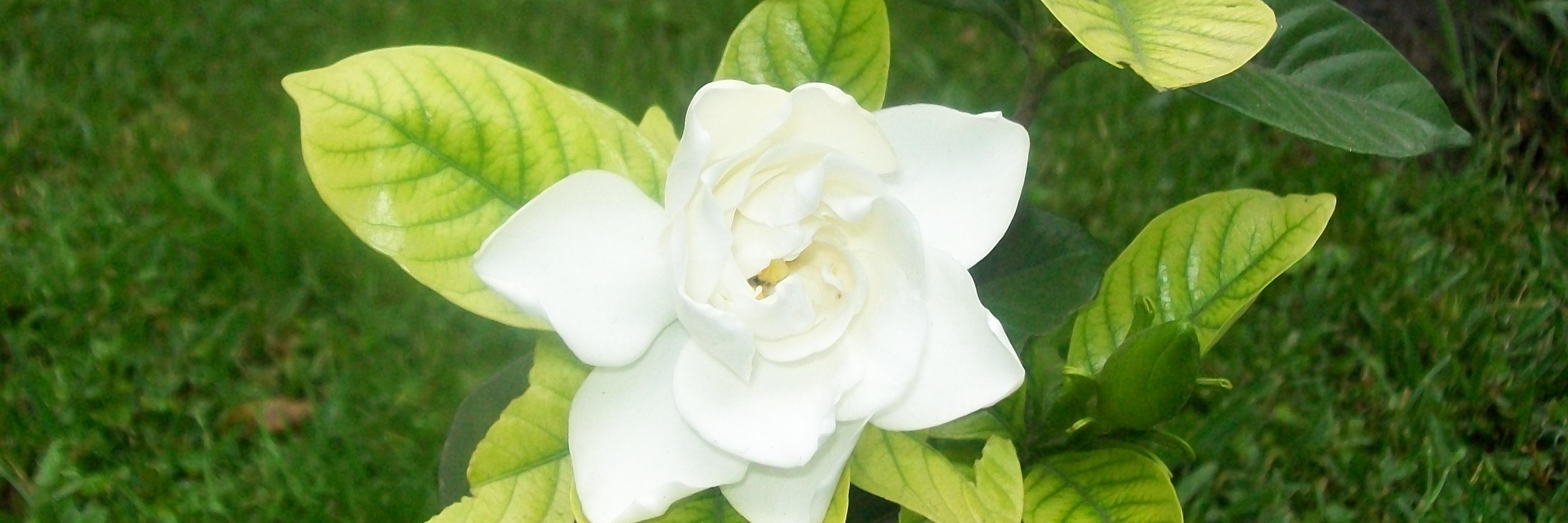 Maliquil🦉🇦🇷🎗🦁 banner