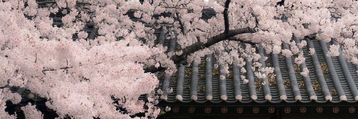 dearmysenju's profile banner image