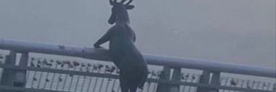 bimilmaru's profile banner image