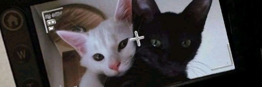 ʢᴗ.ᴗʡᶻ banner