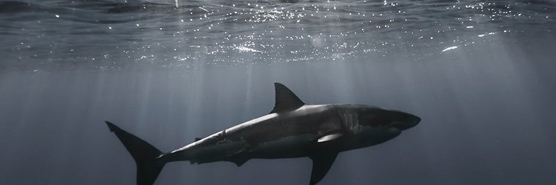 alohajusta's profile banner image
