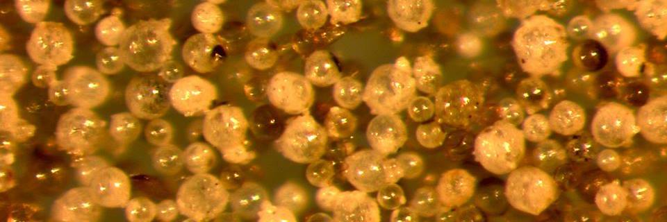 MycorrhizalApp's profile banner image