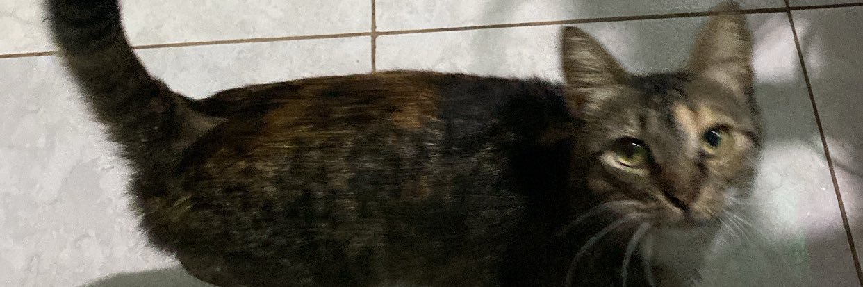 BFacino's profile banner image