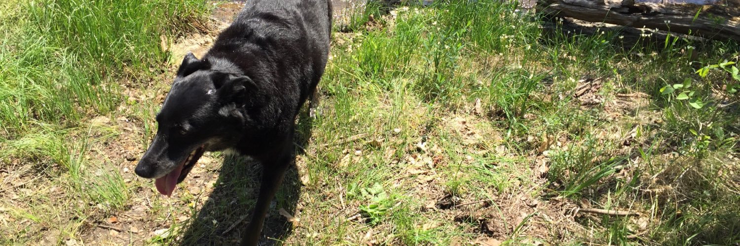 Diego_Dog's profile banner image